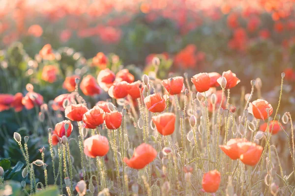 Vivid Poppy Field Armistice Remembrance Day Concept — Stock Photo, Image