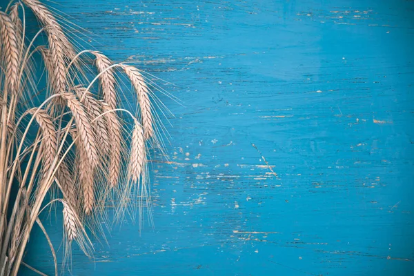 Sheaf Wheat Blue Wood Background — Stock Photo, Image