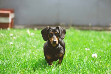 Yeşil çimlerde bir dachshund köpeğinin güzel bahar portresi.