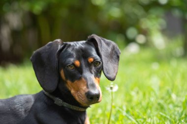 Yeşil çimlerde bir dachshund köpeğinin güzel bahar portresi.