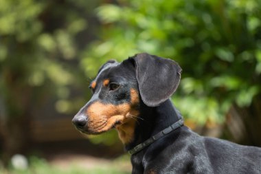 Yeşil çimlerde bir dachshund köpeğinin güzel bahar portresi.