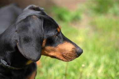 Yeşil çimlerde bir dachshund köpeğinin güzel bahar portresi.