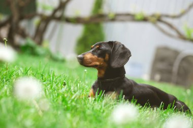 Yeşil çimlerde bir dachshund köpeğinin güzel bahar portresi.