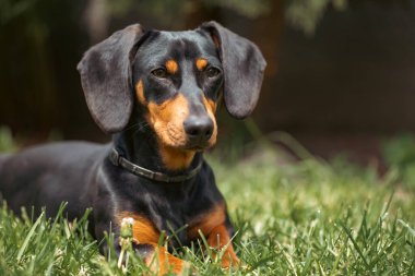Yeşil çimlerde bir dachshund köpeğinin güzel bahar portresi.