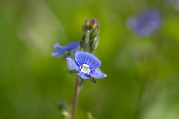 Λουλούδια Που Δεν Ξεχνούν Myosotis Ανθίζουν Στον Ανοιξιάτικο Κήπο — Φωτογραφία Αρχείου