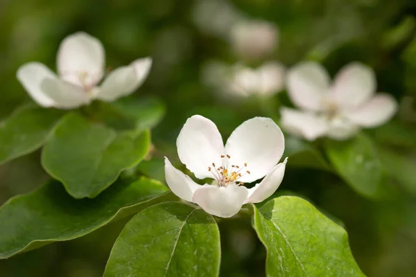 Ніжна Квітка Айви Весняний День — стокове фото