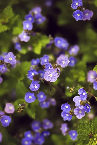 Vergeet Niet Myosotis Bloemen Bloeien Voorjaarstuin — Stockfoto
