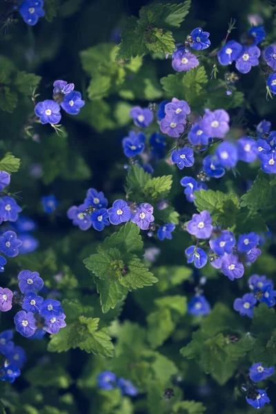 Vergeet Niet Myosotis Bloemen Bloeien Voorjaarstuin — Stockfoto