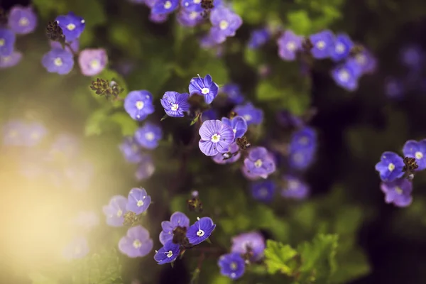 Λουλούδια Που Δεν Ξεχνούν Myosotis Ανθίζουν Στον Ανοιξιάτικο Κήπο — Φωτογραφία Αρχείου