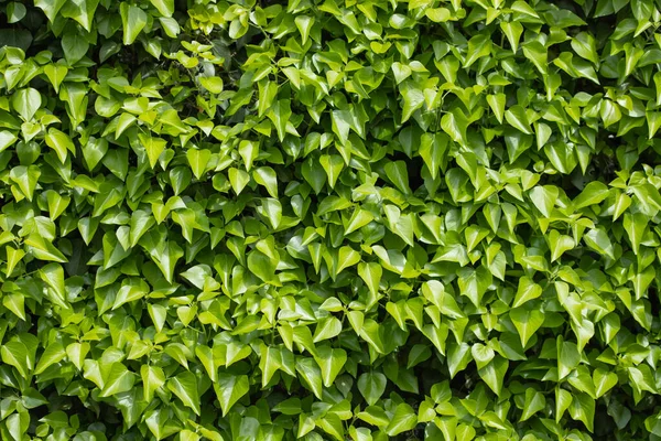 Green Grass Eco Wall Texture Backdrop — Stock Photo, Image