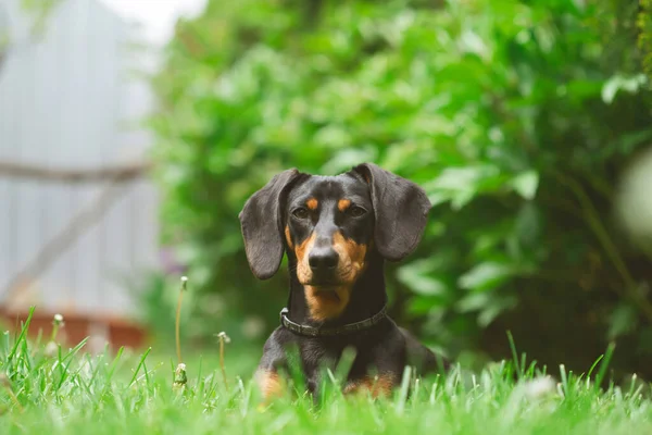 Весняний Портрет Красивого Собаки Таксі Зеленій Траві — стокове фото