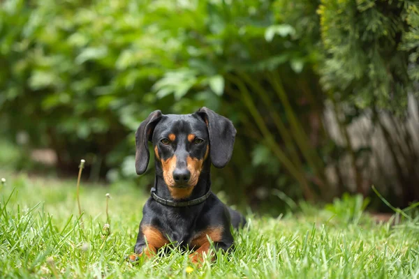 Yeşil Çimlerde Bir Dachshund Köpeğinin Güzel Bahar Portresi — Stok fotoğraf