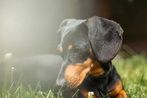 Весняний Портрет Красивого Собаки Таксі Зеленій Траві — стокове фото