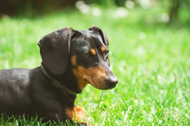 Yeşil çimlerde bir dachshund köpeğinin güzel bahar portresi.