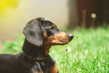 Yeşil çimlerde bir dachshund köpeğinin güzel bahar portresi.