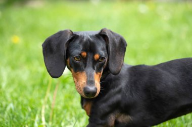 Yeşil çimlerde bir dachshund köpeğinin güzel bahar portresi.