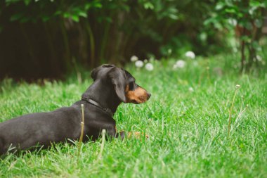 Yeşil çimlerde bir dachshund köpeğinin güzel bahar portresi.