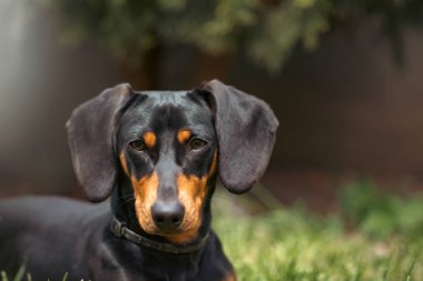 Yeşil çimlerde bir dachshund köpeğinin güzel bahar portresi.