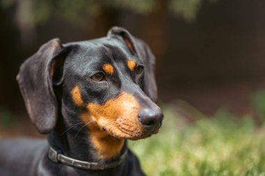 Yeşil çimlerde bir dachshund köpeğinin güzel bahar portresi.