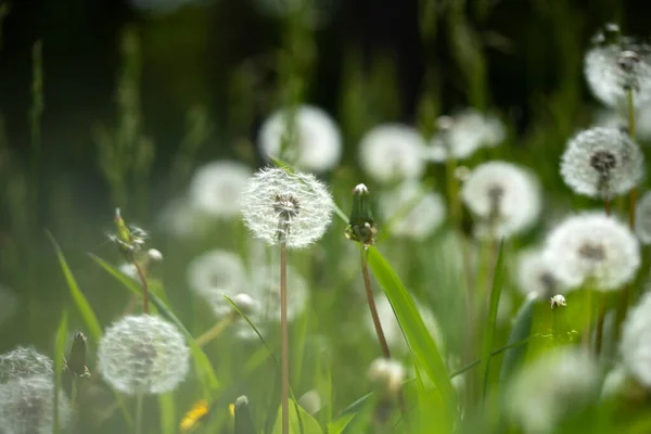Dmuchawce Polu Roślina Wiosną Szczegóły Letniej Natury Mleczko Mleczne Puszką — Zdjęcie stockowe