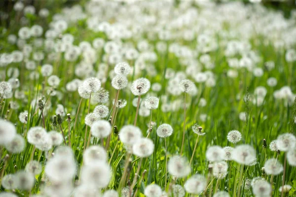 Maskrosor Fältet Plantera Våren Detaljer Sommarnaturen Maskros Med Fluff — Stockfoto