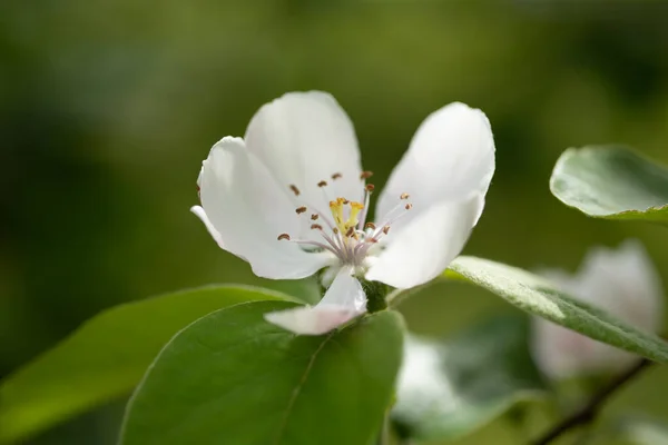 Delicadas Flores Membrillo Día Primavera —  Fotos de Stock