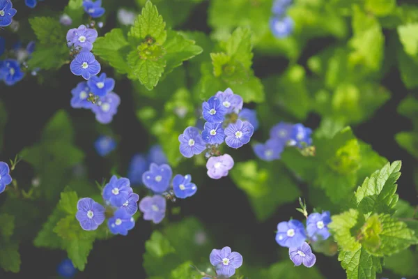 Esqueça Não Myosotis Flores Florescendo Jardim Mola — Fotografia de Stock