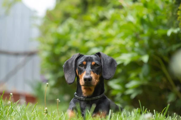 Yeşil Çimlerde Bir Dachshund Köpeğinin Güzel Bahar Portresi — Stok fotoğraf