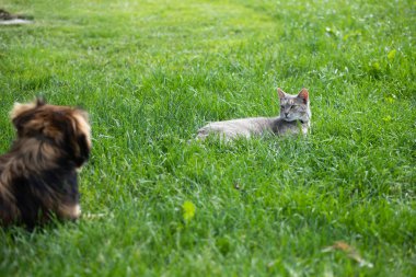 Kedi köpek rekabetine karşı, yeşil çimlerin üzerinde biri diğerinin önünde duruyor. Liderlik yarışması, muhalefet konsepti.