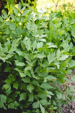 Levisticum officinale veya bahçede aşk, taze yeşil yapraklar