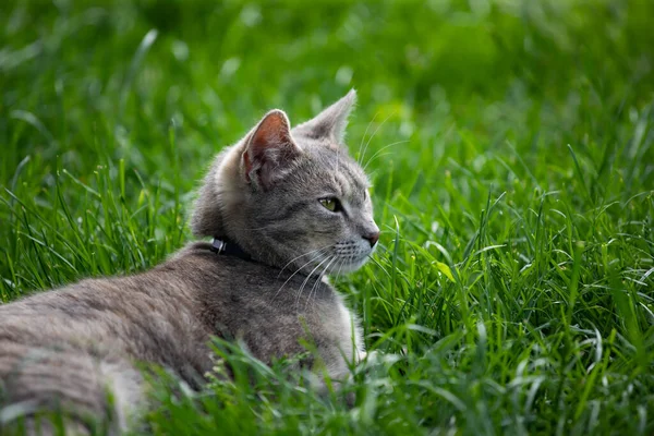 Szary Kotek Zielonej Trawie Trawnika Opieka Nad Zwierzętami — Zdjęcie stockowe