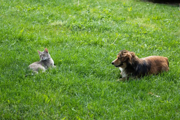 Kot Kontra Pies Rywalizują Stojąc Jeden Przed Drugim Zielonej Trawie — Zdjęcie stockowe