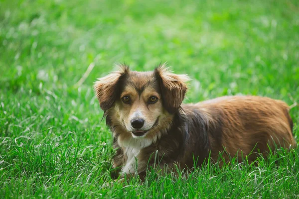 Adorable Mongrel Dog Green Grass — Stock Photo, Image