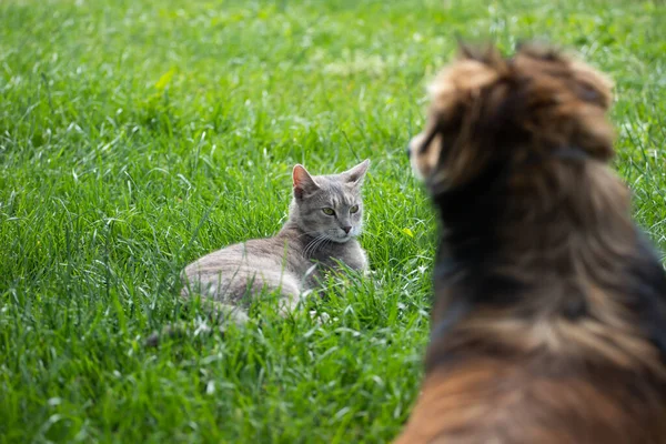 Kot Kontra Pies Rywalizują Stojąc Jeden Przed Drugim Zielonej Trawie — Zdjęcie stockowe