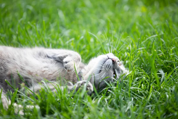 Szary Kotek Zielonej Trawie Trawnika Opieka Nad Zwierzętami — Zdjęcie stockowe