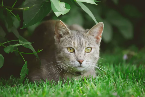 Gray tabby cat in the green grass of the lawn. Pet Care