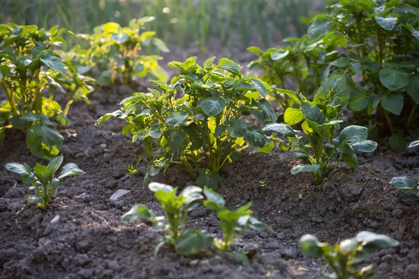 Bushes Potatoes Field Early Eco Food Eco Friendly Gardening — Stock Photo, Image