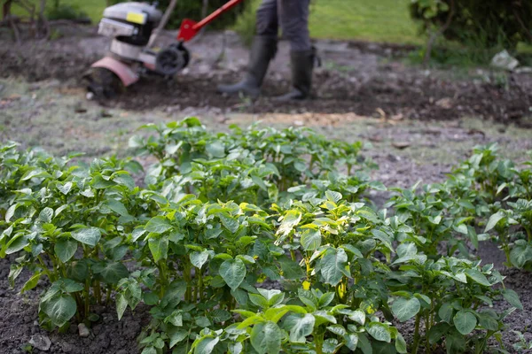 Arbustes Pommes Terre Sur Terrain Alimentation Écologique Précoce Jardinage Respectueux — Photo