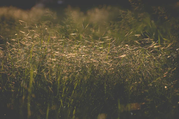 魔法の夕日の野生の花と夏の牧草地に閉じます 長い夏の乾燥草 — ストック写真