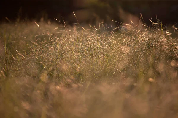 关闭在夏天的草地上 在神奇的日落中野花盛开 长夏干草 — 图库照片