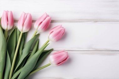 Taze pembe laleler. Kopya alanı olan lale kenarı. Bahar çiçeklerinin güzel yapısı. 
