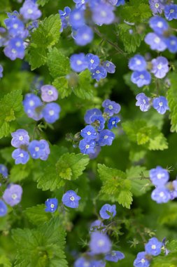 Bahar bahçesinde açan Myosotis 'i unutma..