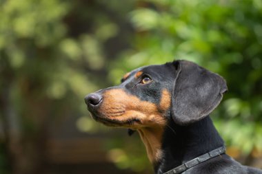 Yeşil çimlerde bir dachshund köpeğinin güzel bahar portresi.