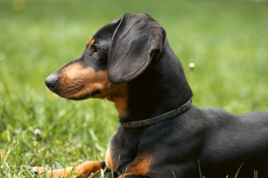 Yeşil çimlerde bir dachshund köpeğinin güzel bahar portresi.