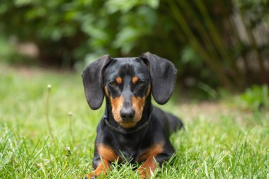 Yeşil çimlerde bir dachshund köpeğinin güzel bahar portresi.