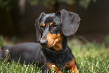 Yeşil çimlerde bir dachshund köpeğinin güzel bahar portresi.