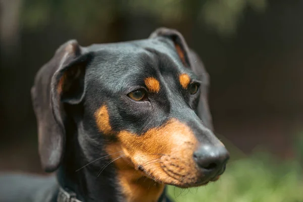 Άνοιξη Πορτρέτο Της Όμορφης Ένα Σκυλί Dachshund Πράσινο Γρασίδι — Φωτογραφία Αρχείου