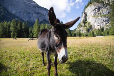 Dolomitlerin çayırlarında otlayan eşekler.