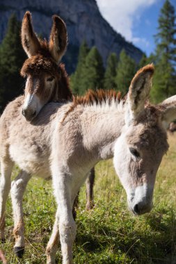 Dolomitlerin çayırlarında otlayan eşekler.