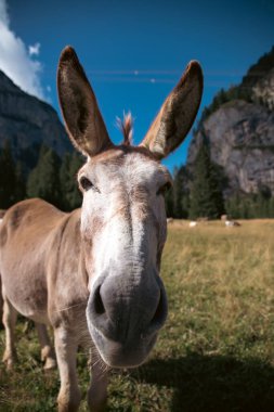 Dolomitlerin çayırlarında otlayan eşekler.